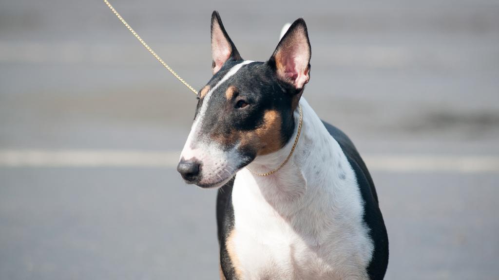 Miniature Bull Terrier