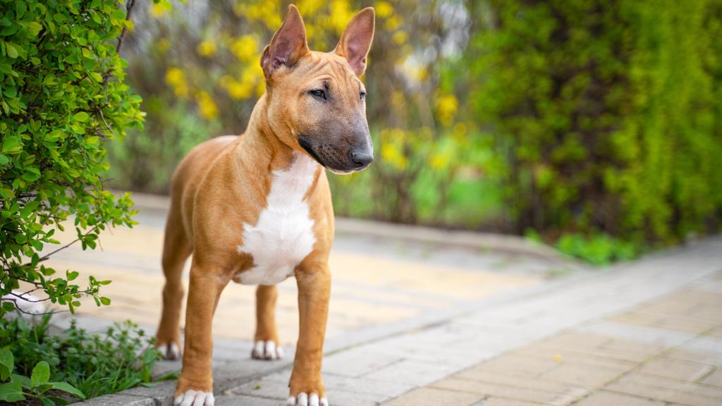 Miniature Bull Terrier