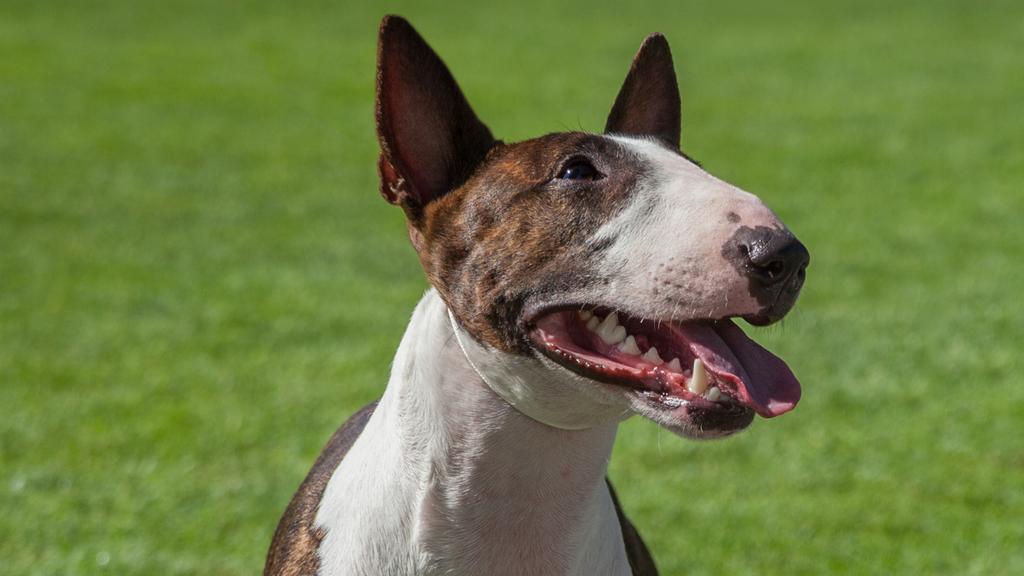 Miniature Bull Terrier