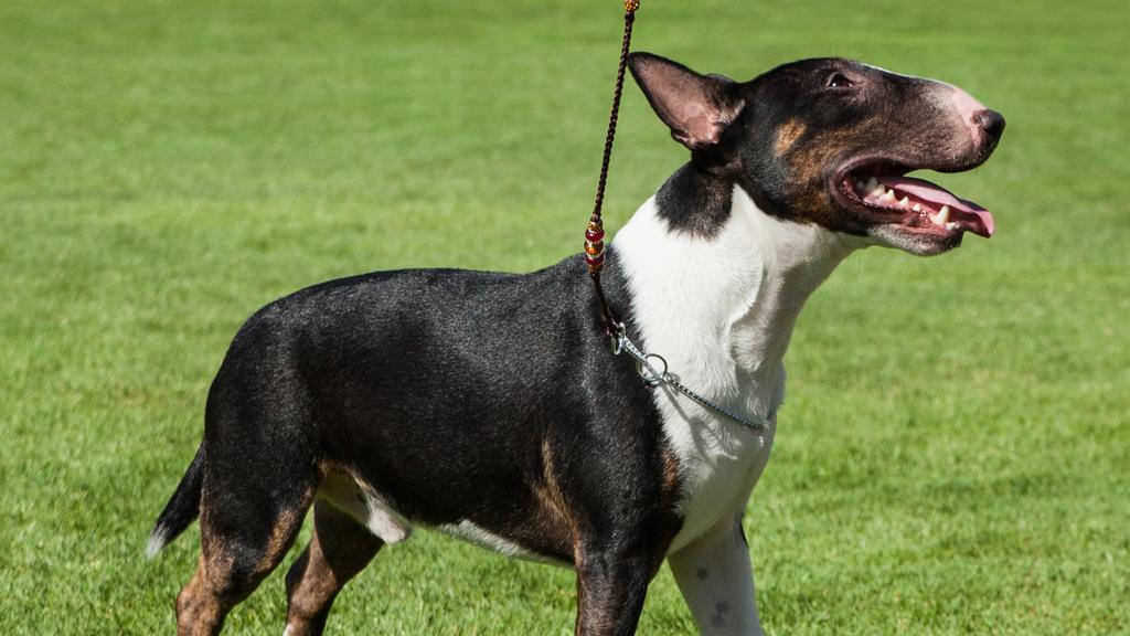 Miniature Bull Terrier