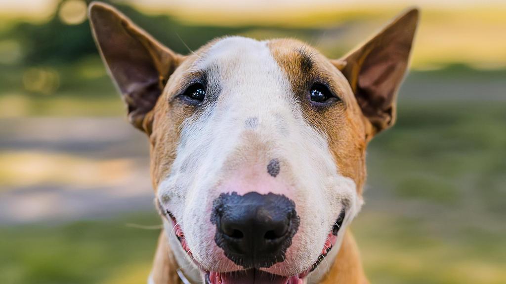 Miniature Bull Terrier
