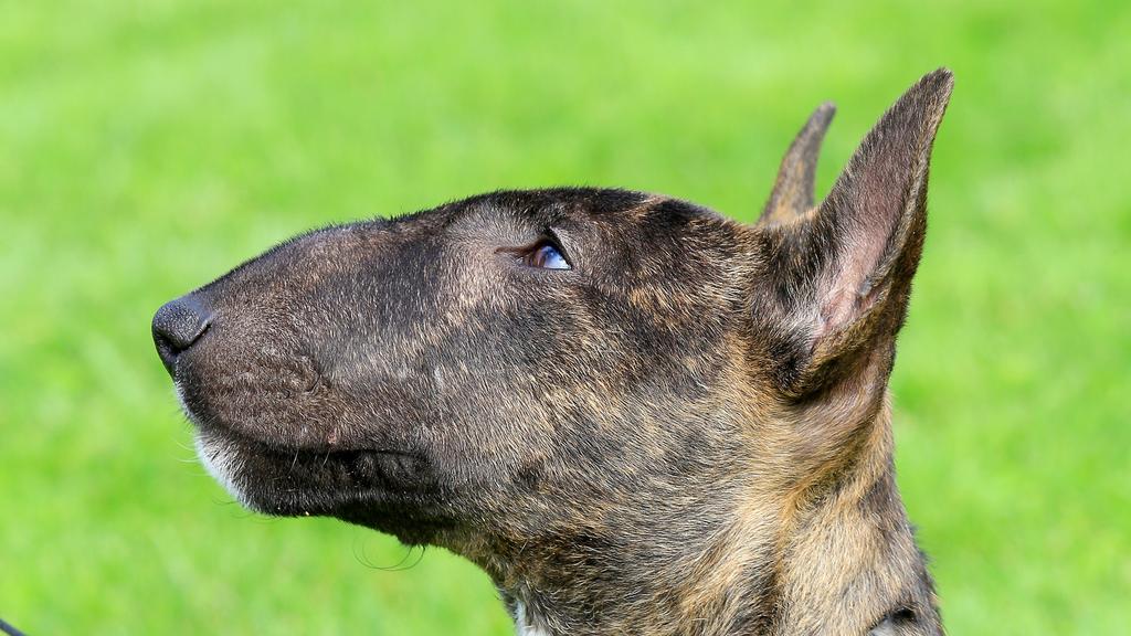 Miniature Bull Terrier