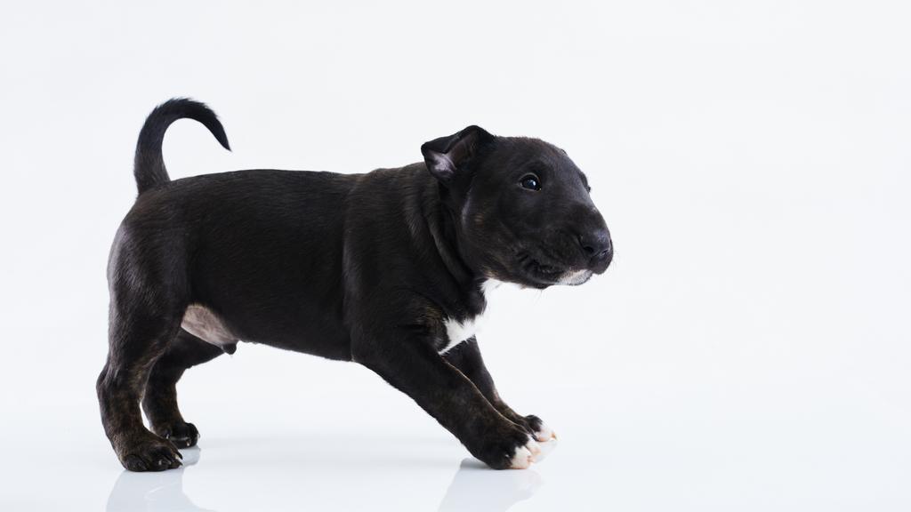 Miniature Bull Terrier
