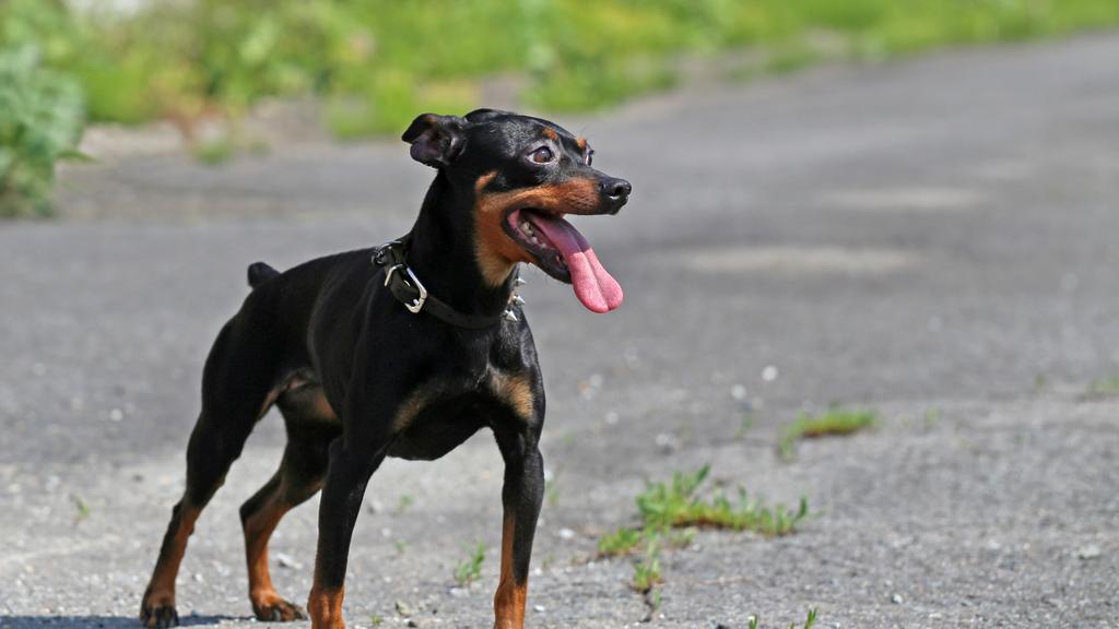 Miniature Pinscher