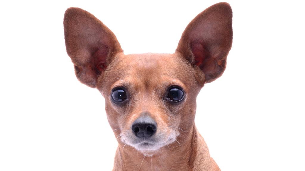 Life Stage Considerations icon