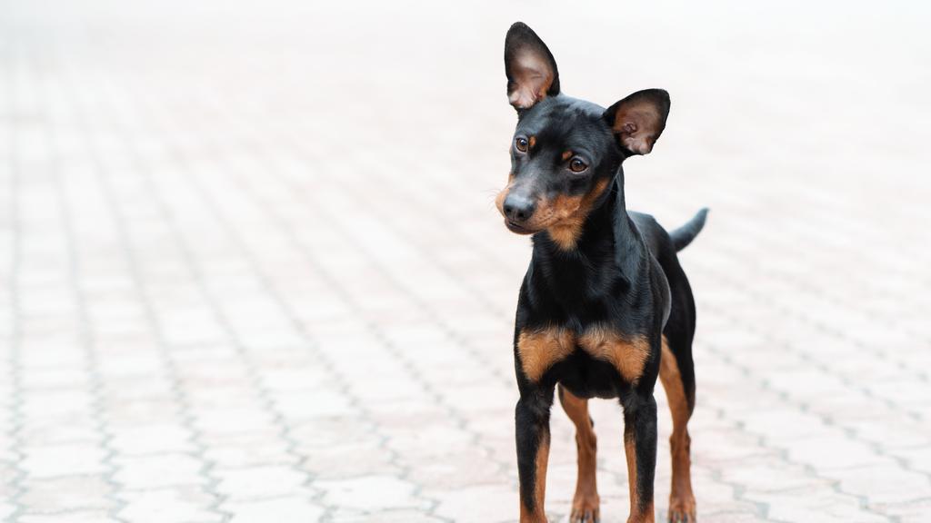 Suitability for First-Time vs. Experienced Owners icon