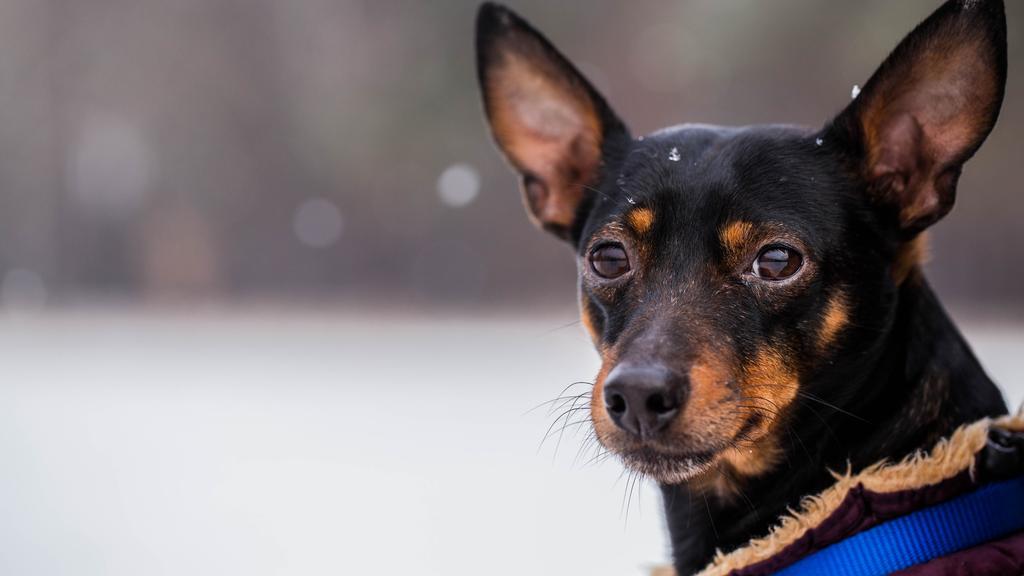 Adoption vs. Breeder Considerations icon