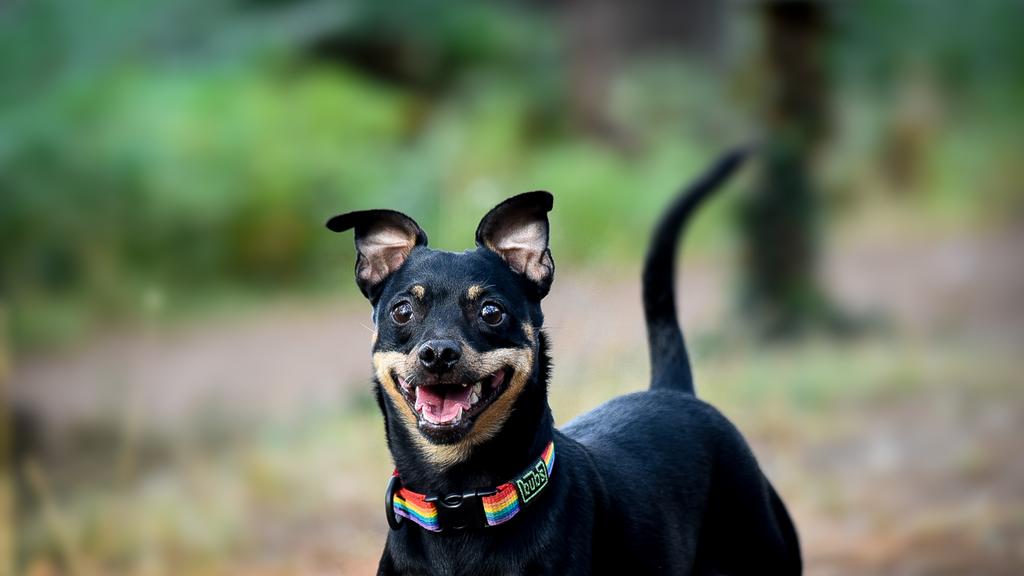 Temperament & Behavior icon