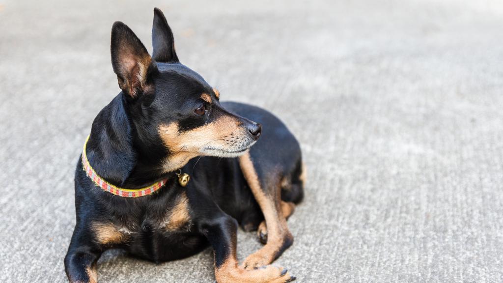 Basic Information icon