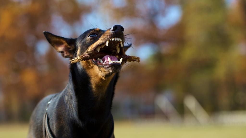 Miniature Pinscher
