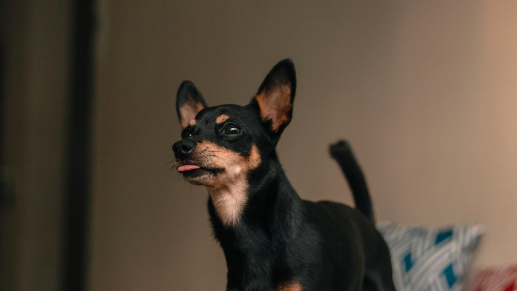 Exercise & Activity Needs icon