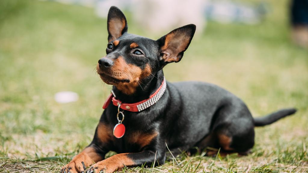 Miniature Pinscher