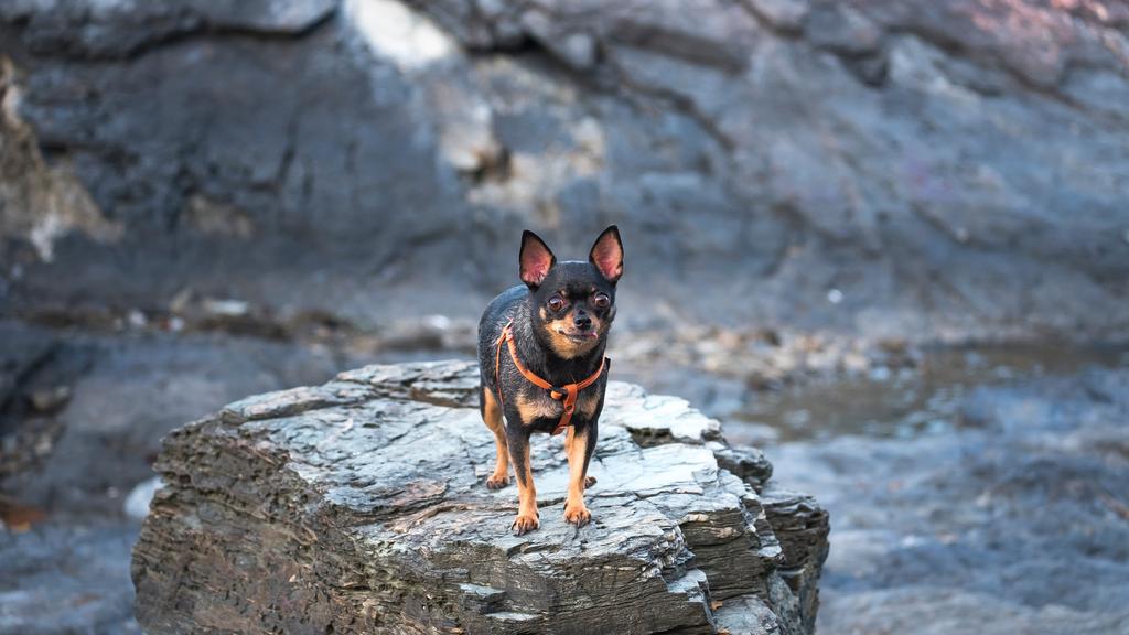 Miniature Pinscher