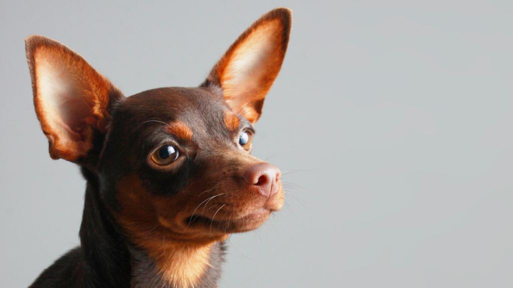 Miniature Pinscher