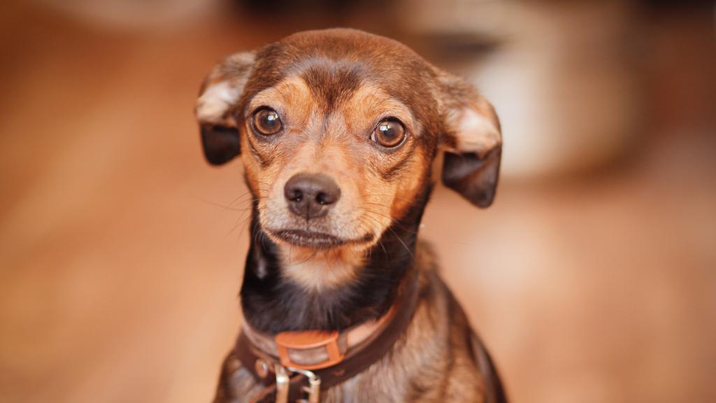 Miniature Pinscher