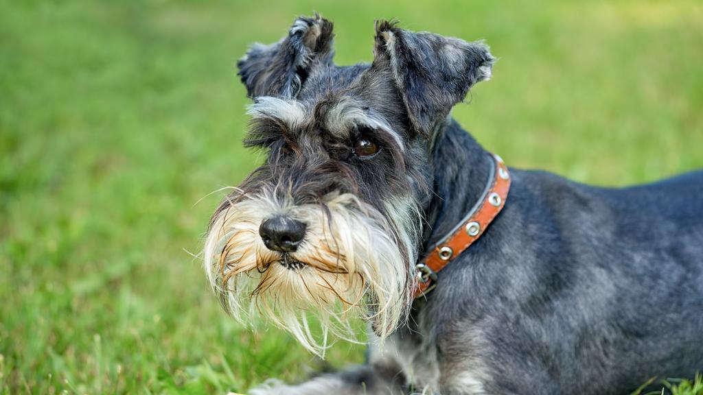 Miniature Schnauzer