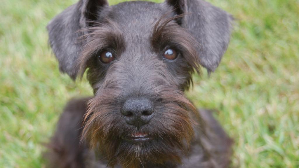 Suitability for First-Time vs. Experienced Owners icon