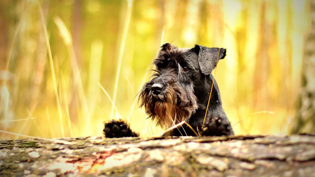 Miniature Schnauzer