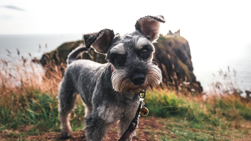 Miniature Schnauzer