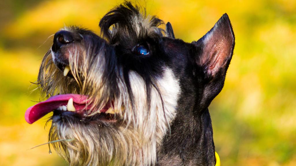Miniature Schnauzer