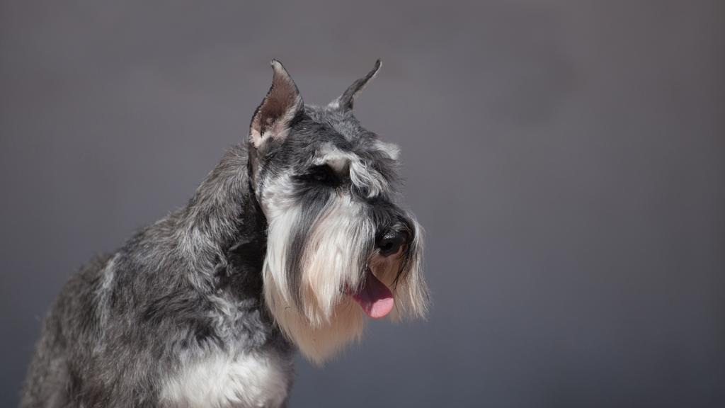 Adoption vs. Breeder Considerations icon