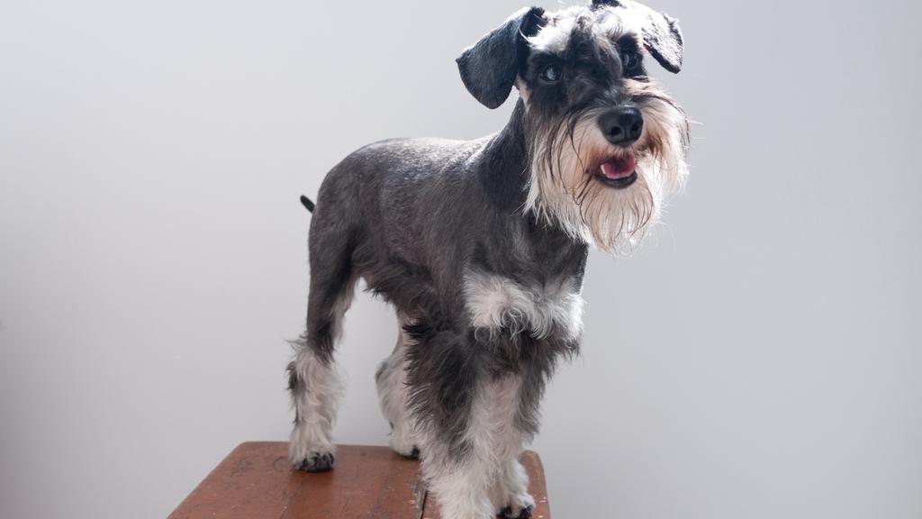 Grooming & Health icon