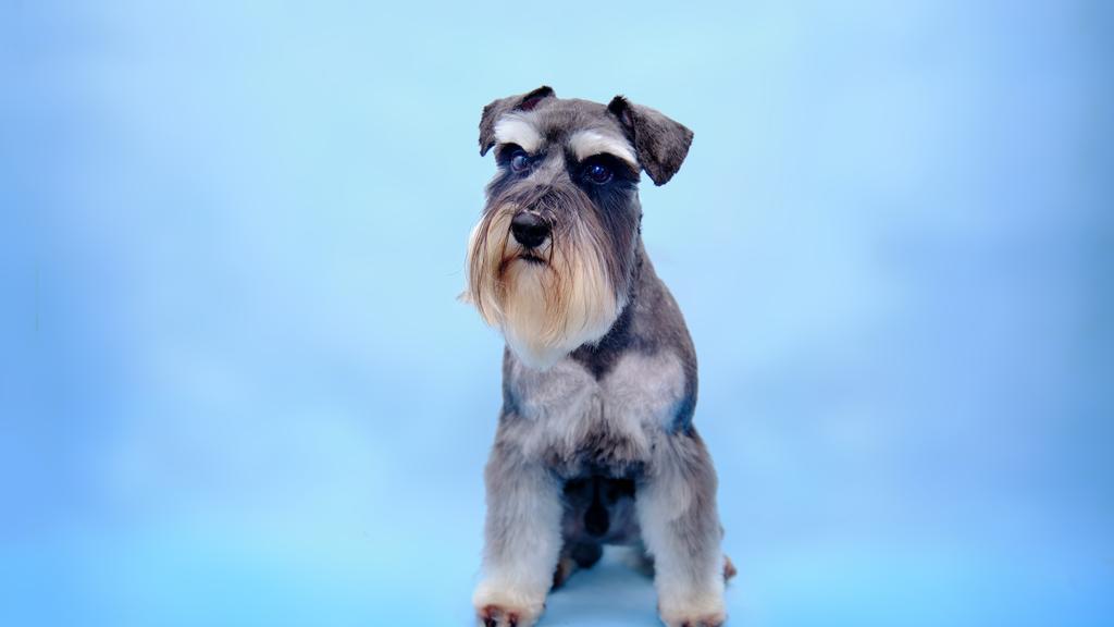 Miniature Schnauzer