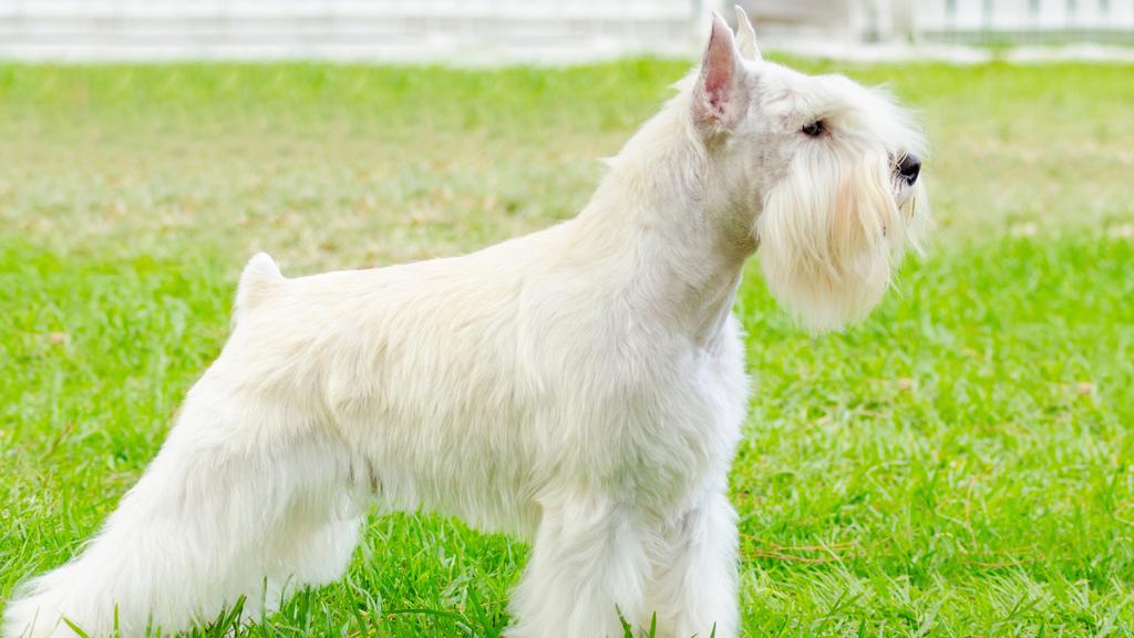 Exercise & Activity Needs icon