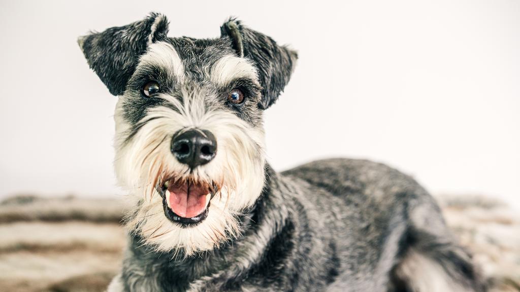 Miniature Schnauzer