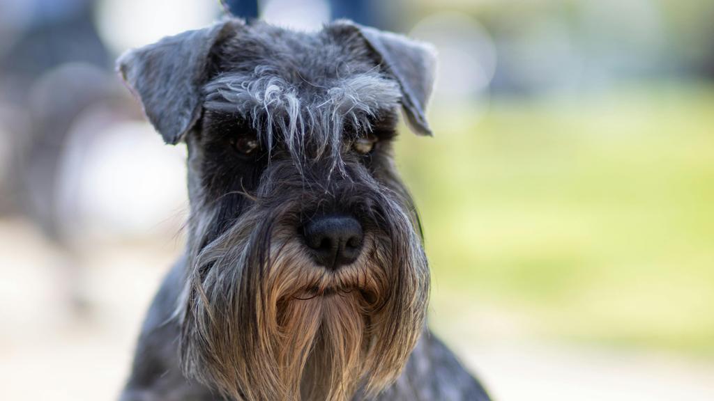 Miniature Schnauzer