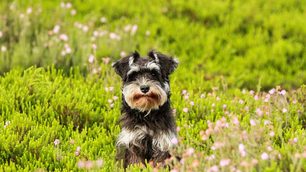 Miniature Schnauzer