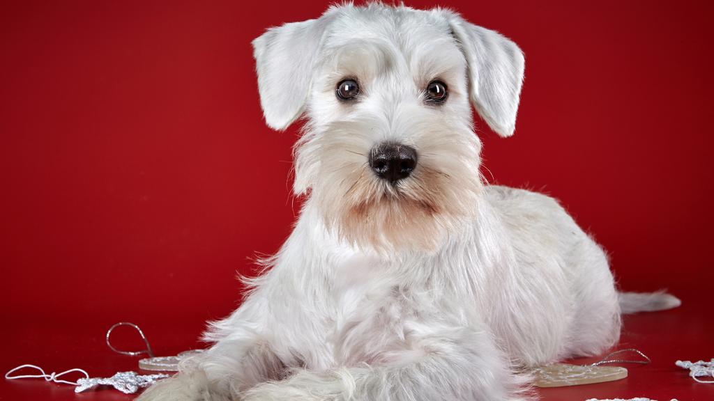Miniature Schnauzer