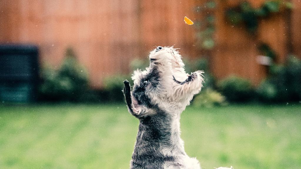 Living Environment Adaptability icon