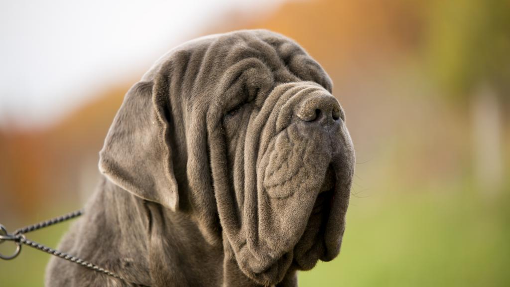 Neapolitan Mastiff