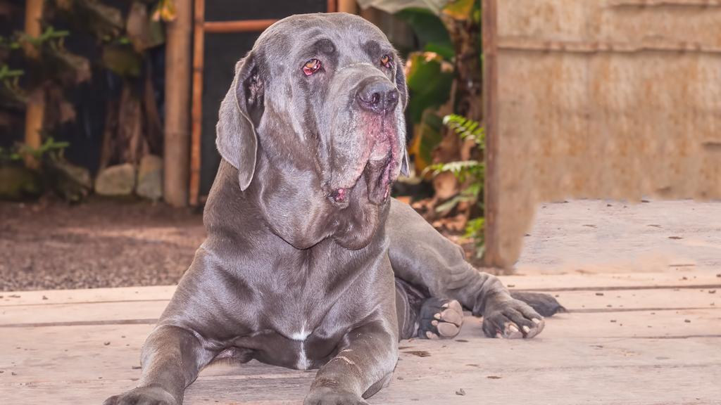 Temperament & Behavior icon