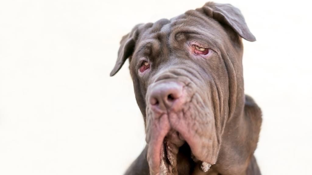 Grooming & Health icon