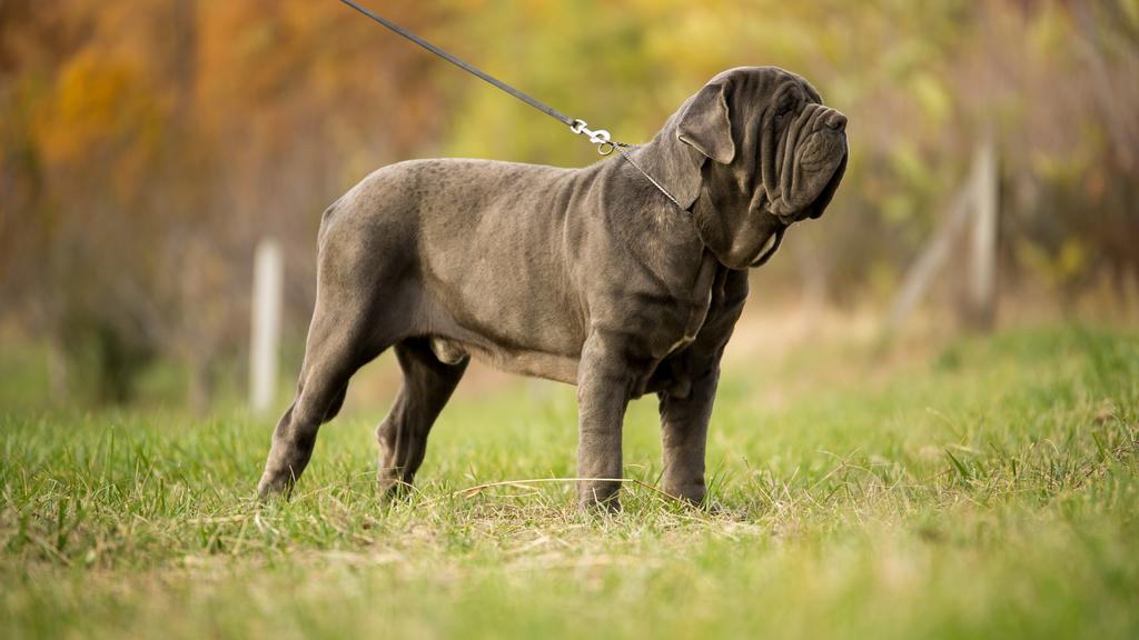 Neapolitan Mastiff