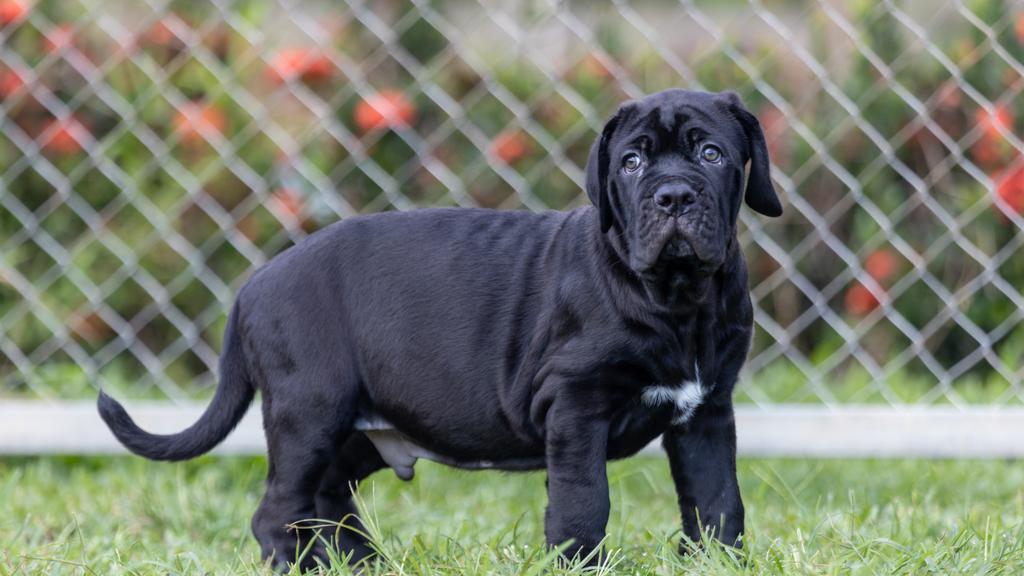 Neapolitan Mastiff
