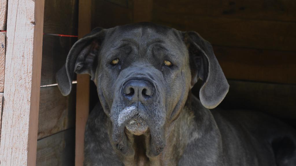 Neapolitan Mastiff