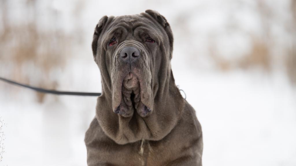 Neapolitan Mastiff