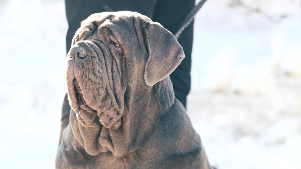 Neapolitan Mastiff
