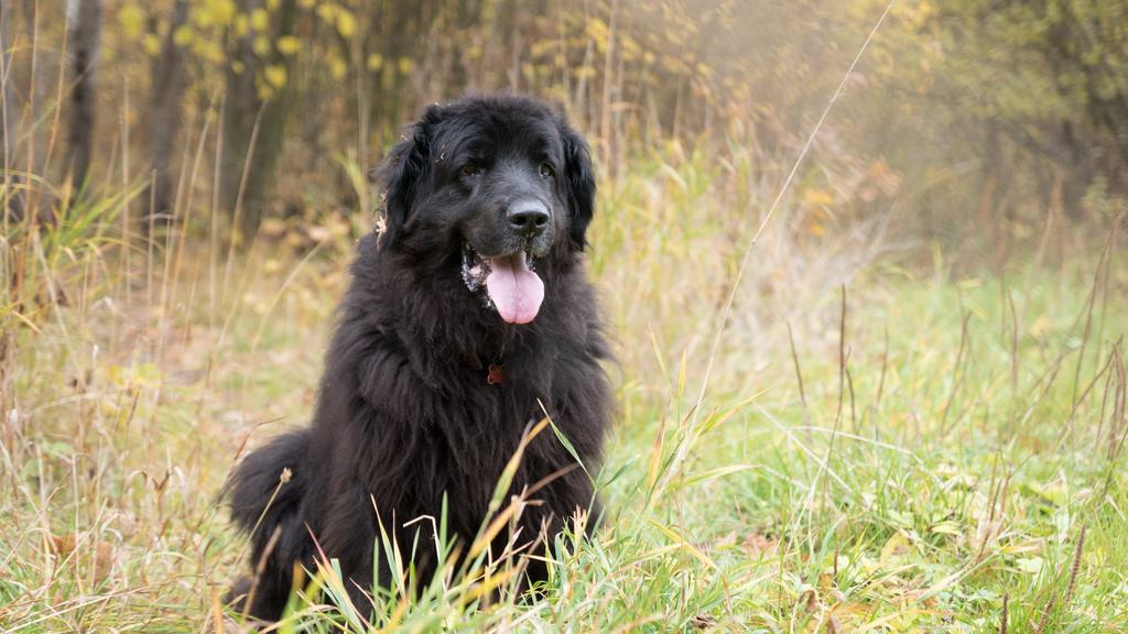 Basic Information icon