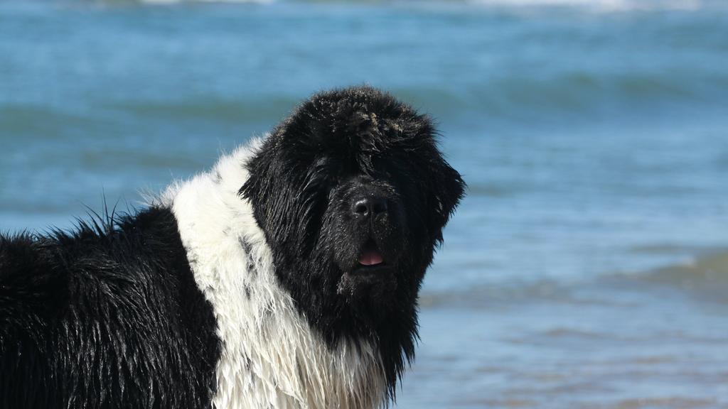 Adoption vs. Breeder Considerations icon