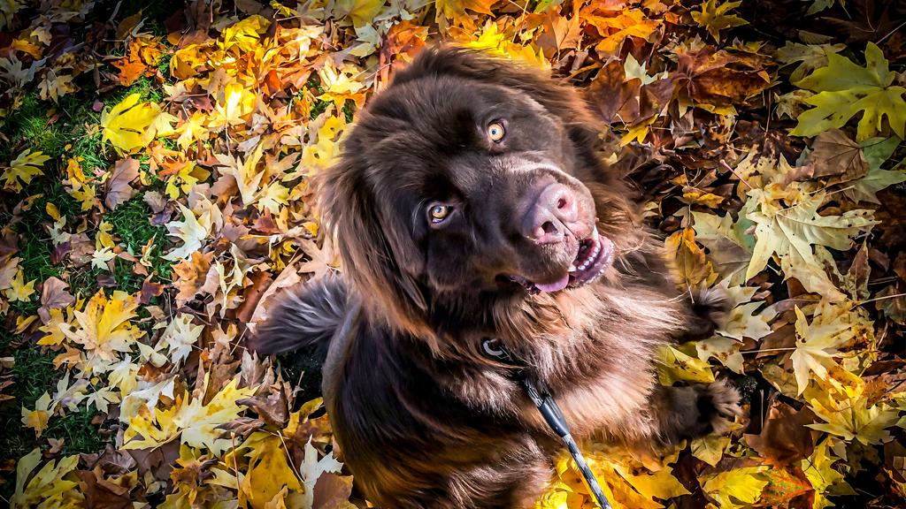 Living Environment Adaptability icon