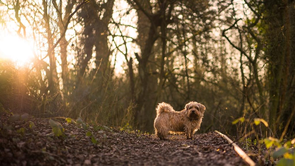 Norfolk Terrier