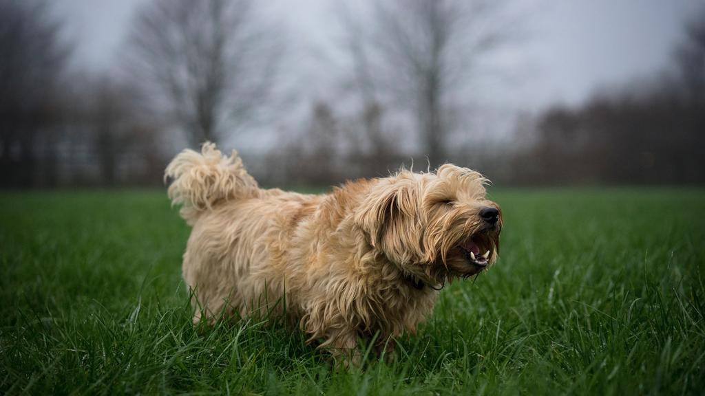 Suitability for First-Time vs. Experienced Owners icon