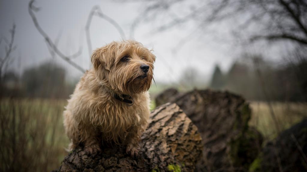 Grooming & Health icon