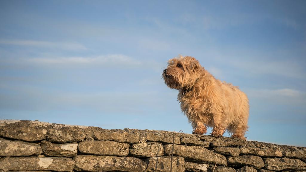 Norfolk Terrier