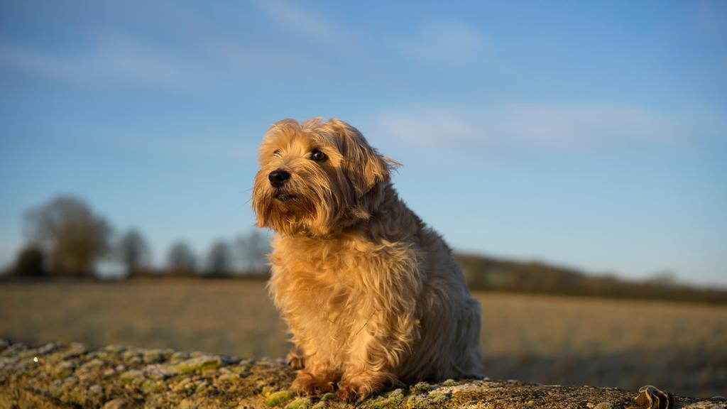 Norfolk Terrier