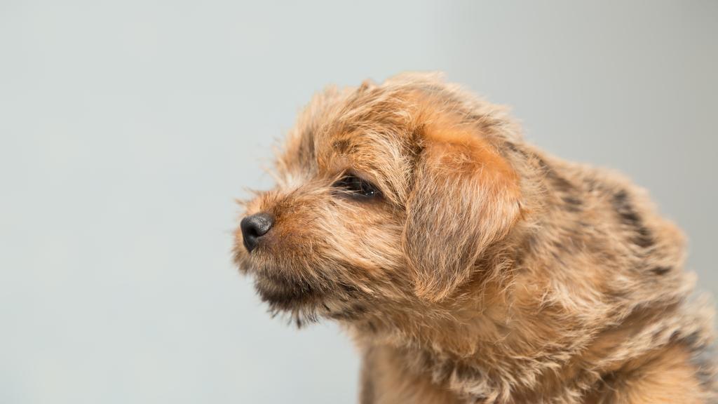 Norfolk Terrier